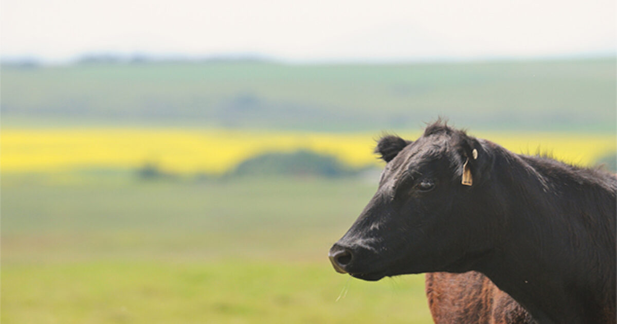 Plains Commerce Bank How to Measure Your Farm’s Financial…